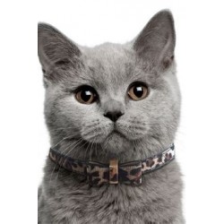 Different Kinds Of Cat Collars
